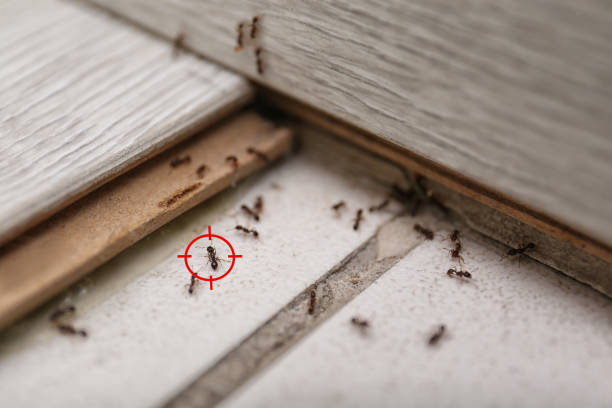 Best Pest Control Near Me in Savoy, IL